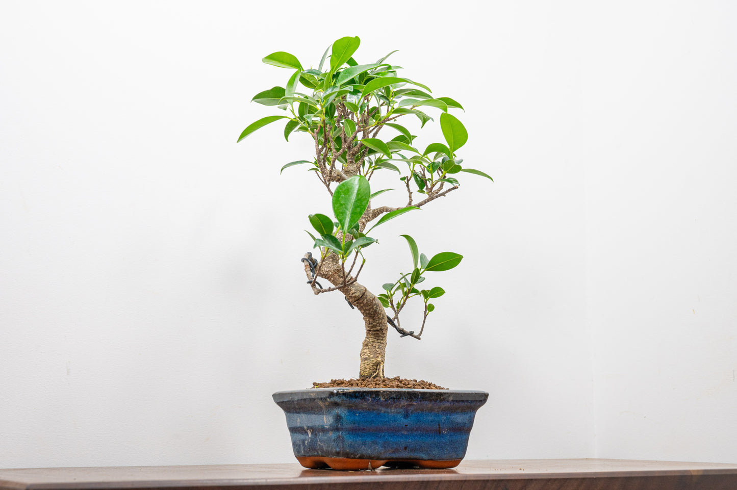 Banyan Fig Bonsai S Trunk - 15cm Blue Ceramic Pot + Care Kit