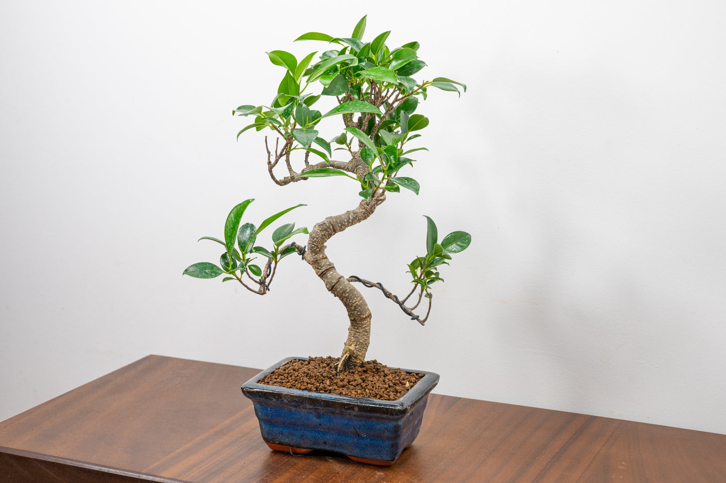 Banyan Fig Bonsai S Trunk - 15cm Blue Ceramic Pot + Care Kit