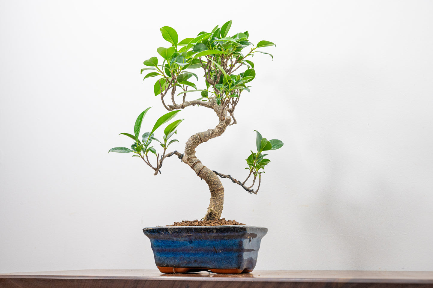 Banyan Fig Bonsai S Trunk - 15cm Blue Ceramic Pot + Care Kit