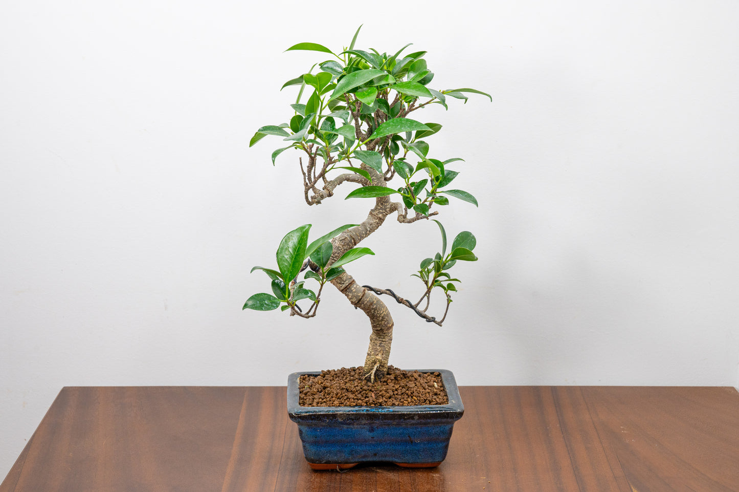 Banyan Fig Bonsai S Trunk - 15cm Blue Ceramic Pot + Care Kit