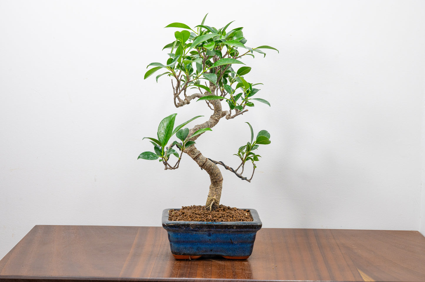 Banyan Fig Bonsai S Trunk - 15cm Blue Ceramic Pot + Care Kit