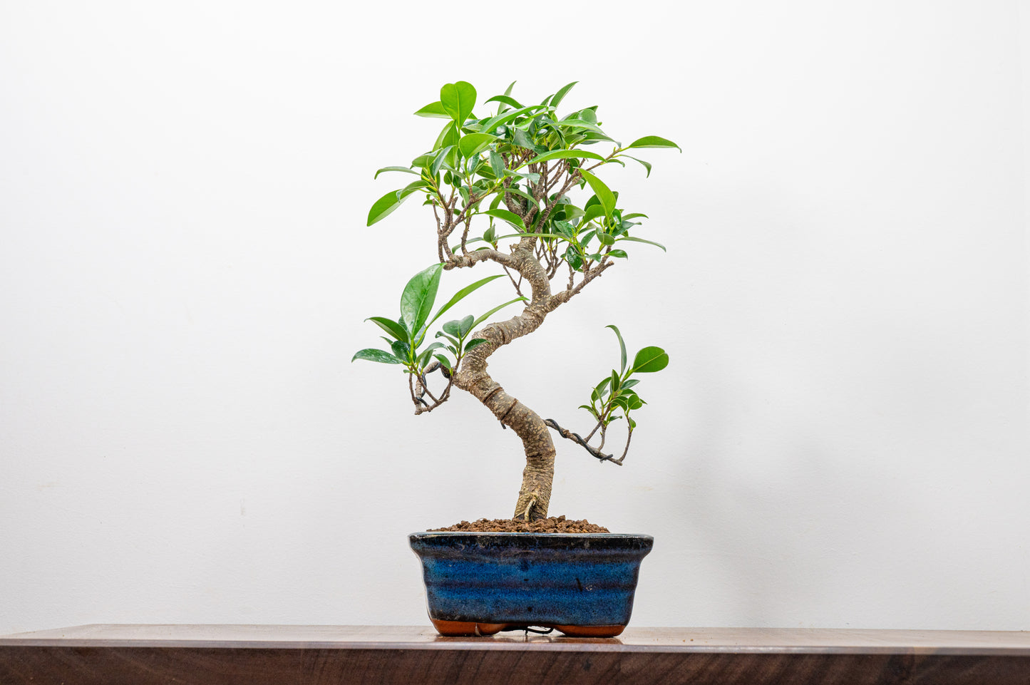 Banyan Fig Bonsai S Trunk - 15cm Blue Ceramic Pot + Care Kit