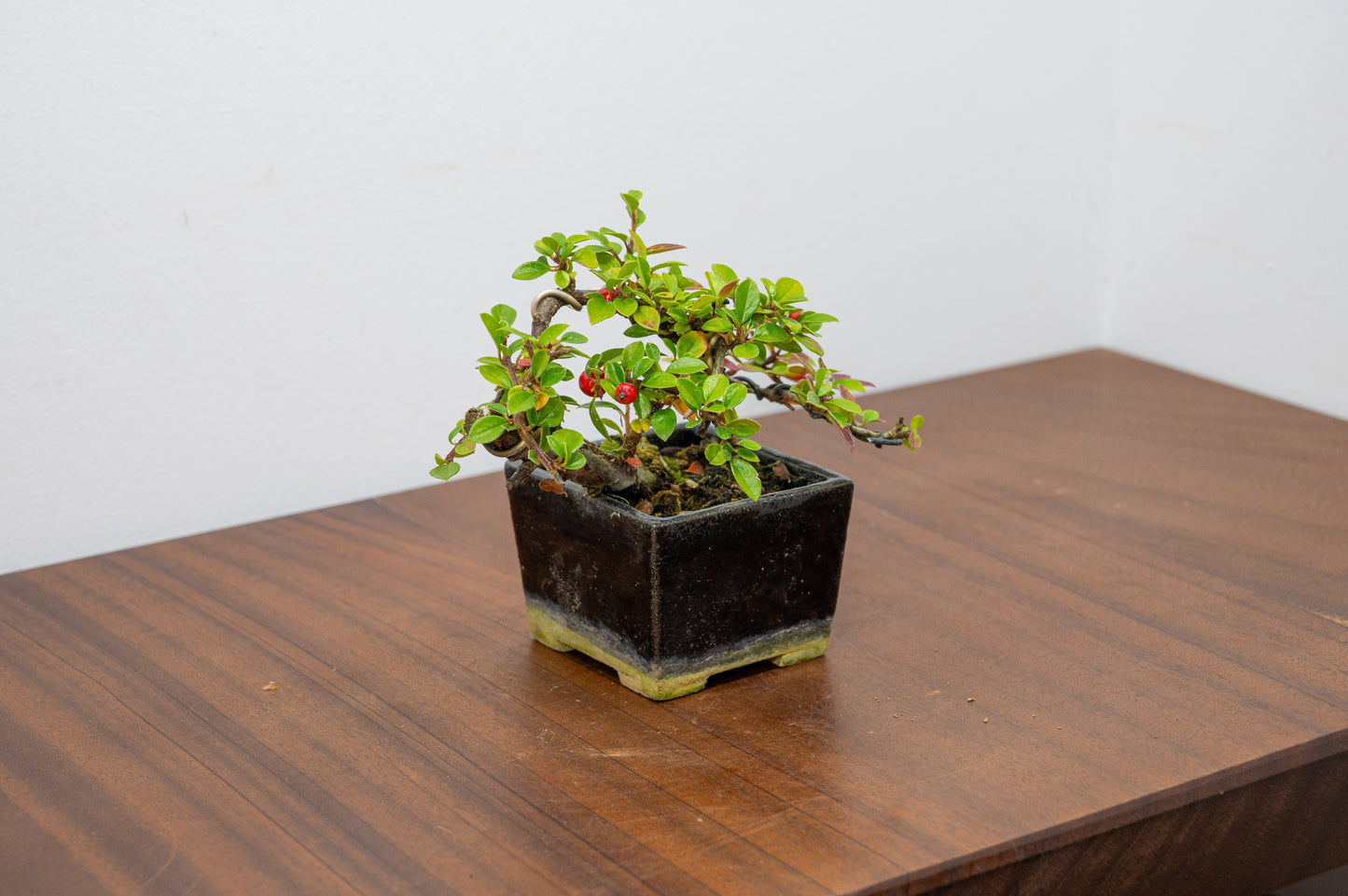 Cotoneaster Bonsai Tree