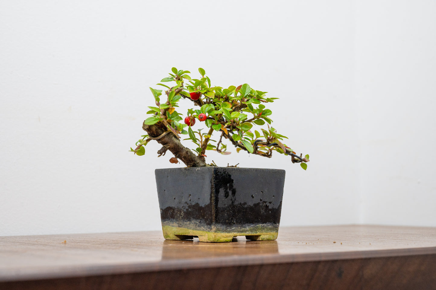 Cotoneaster Bonsai Tree