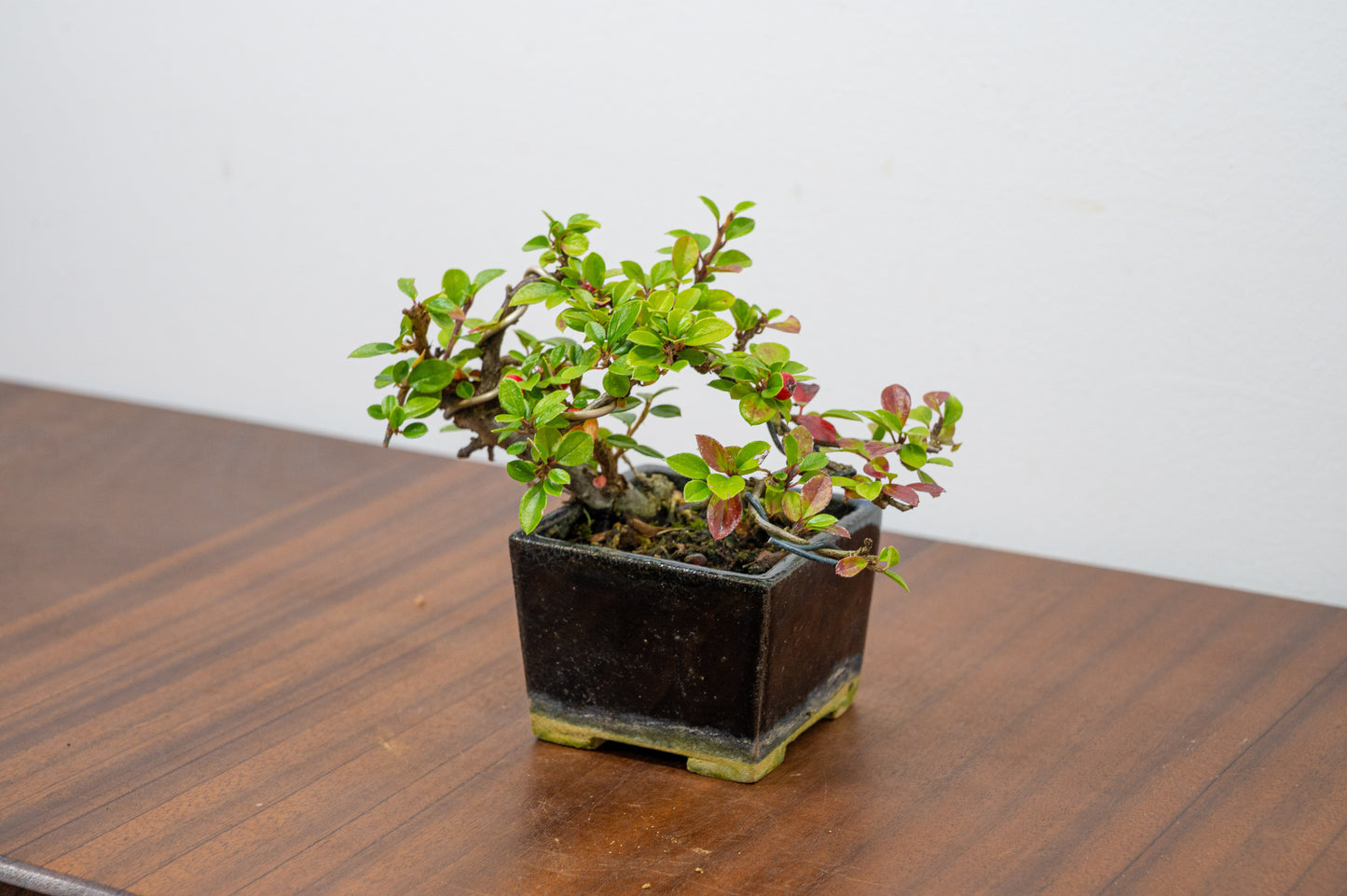 Cotoneaster Bonsai Tree