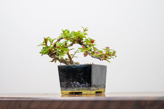 Cotoneaster Bonsai Tree