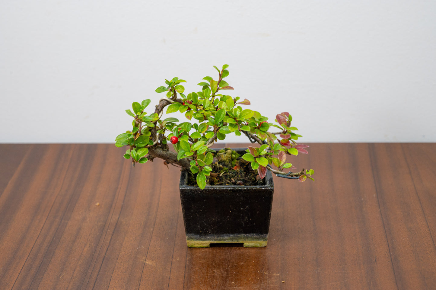 Cotoneaster Bonsai Tree