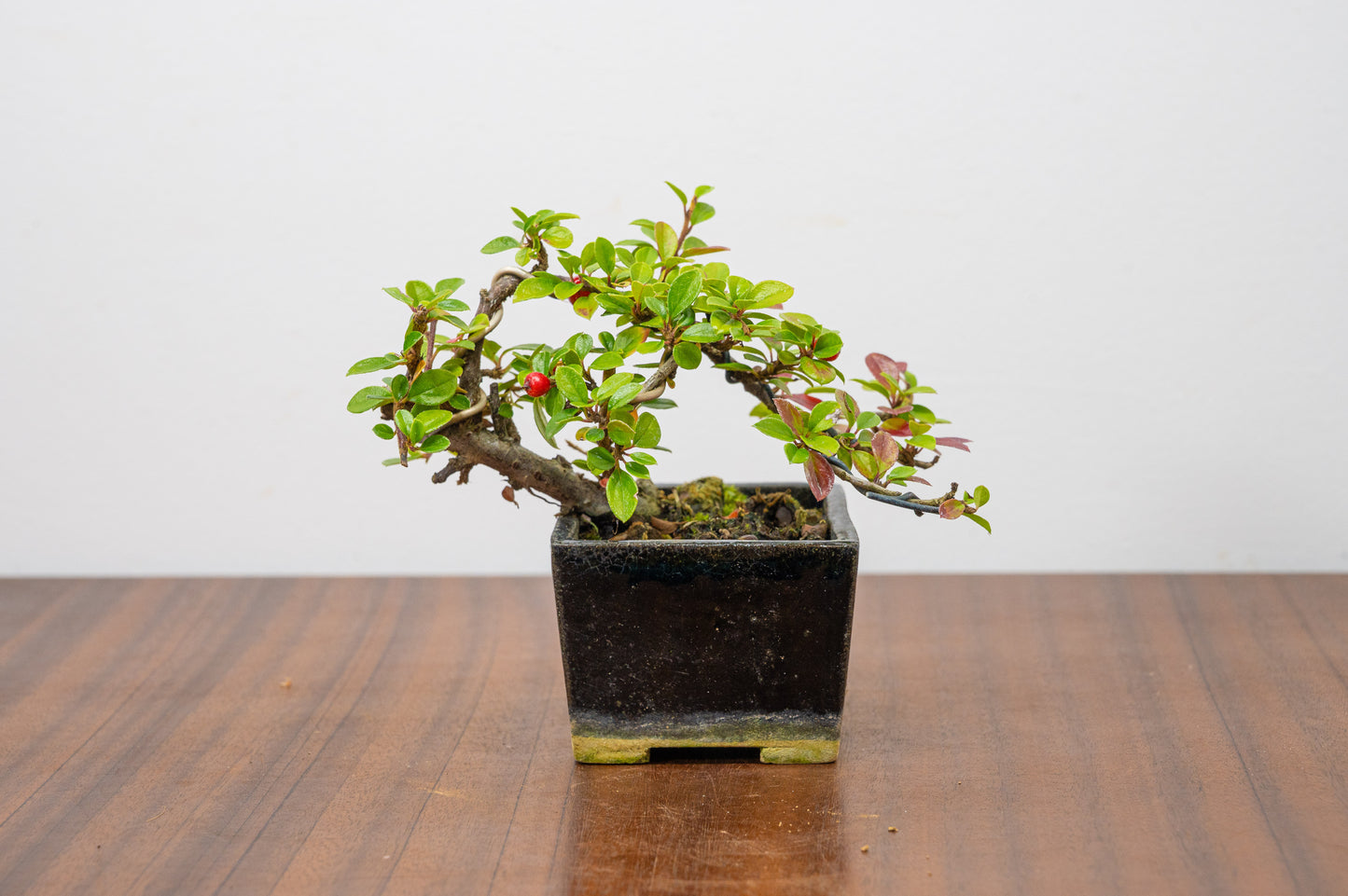 Cotoneaster Bonsai Tree