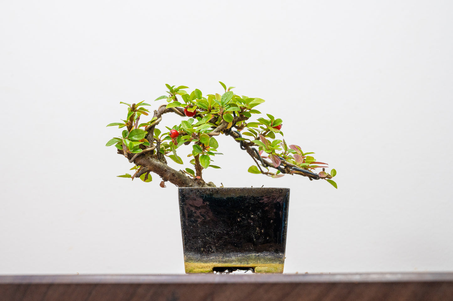 Cotoneaster Bonsai Tree