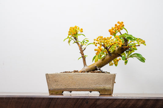 Pyracantha Bonsai Tree