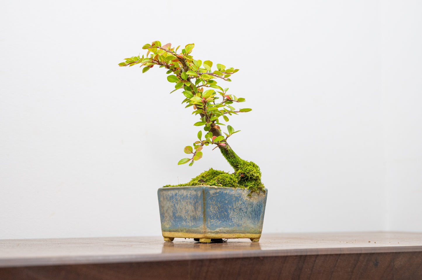 Cotoneaster Bonsai Tree