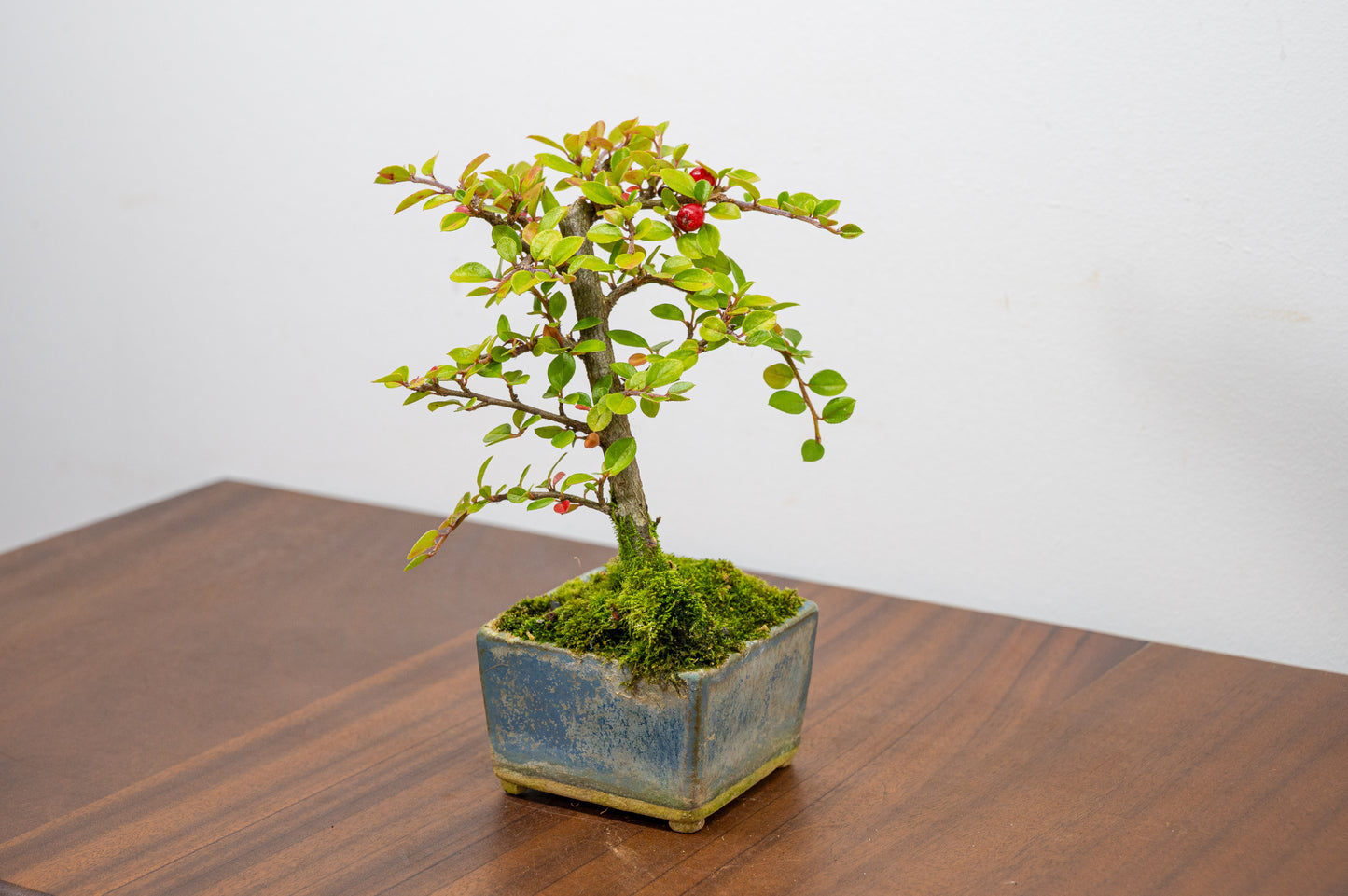 Cotoneaster Bonsai Tree