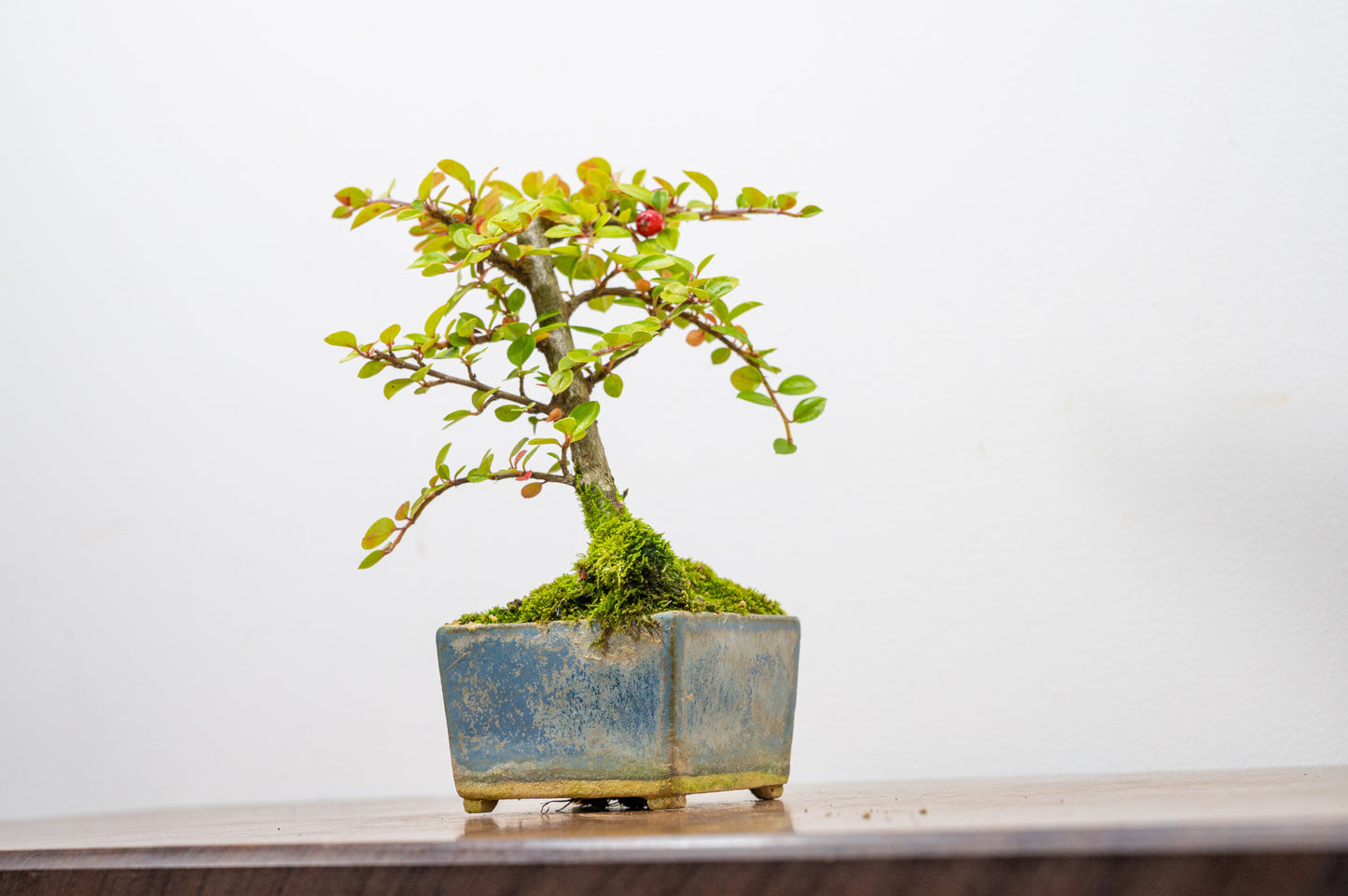 Cotoneaster Bonsai Tree