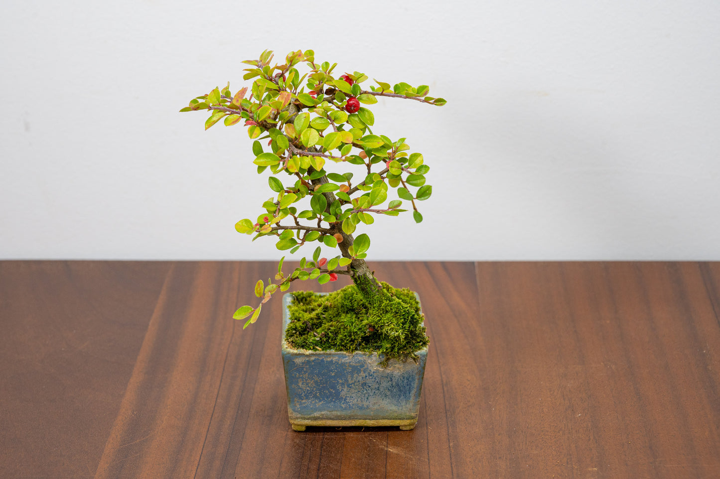 Cotoneaster Bonsai Tree