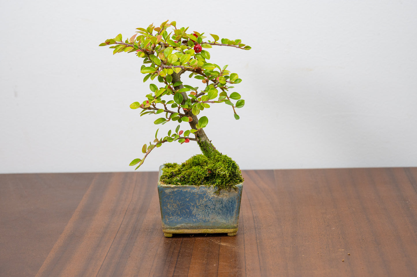 Cotoneaster Bonsai Tree