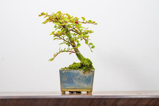 Cotoneaster Bonsai Tree
