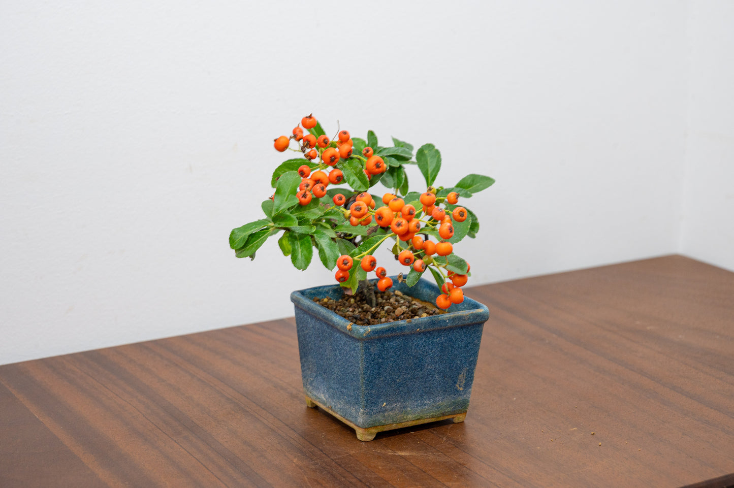 Pyracantha Bonsai Tree