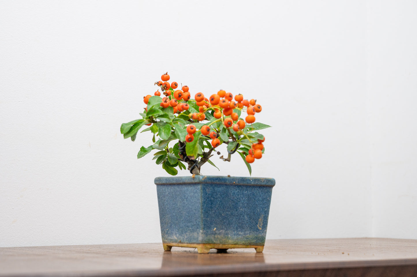 Pyracantha Bonsai Tree
