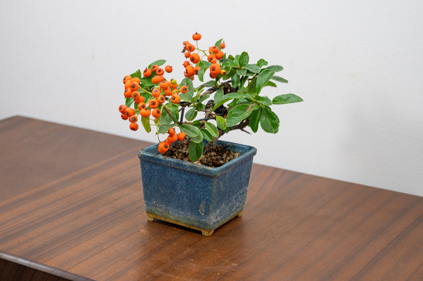 Pyracantha Bonsai Tree