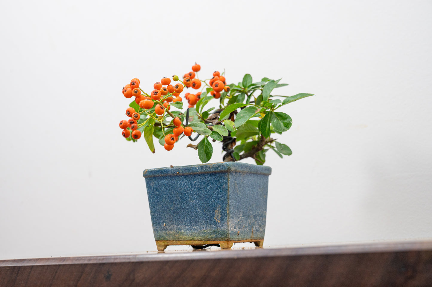 Pyracantha Bonsai Tree