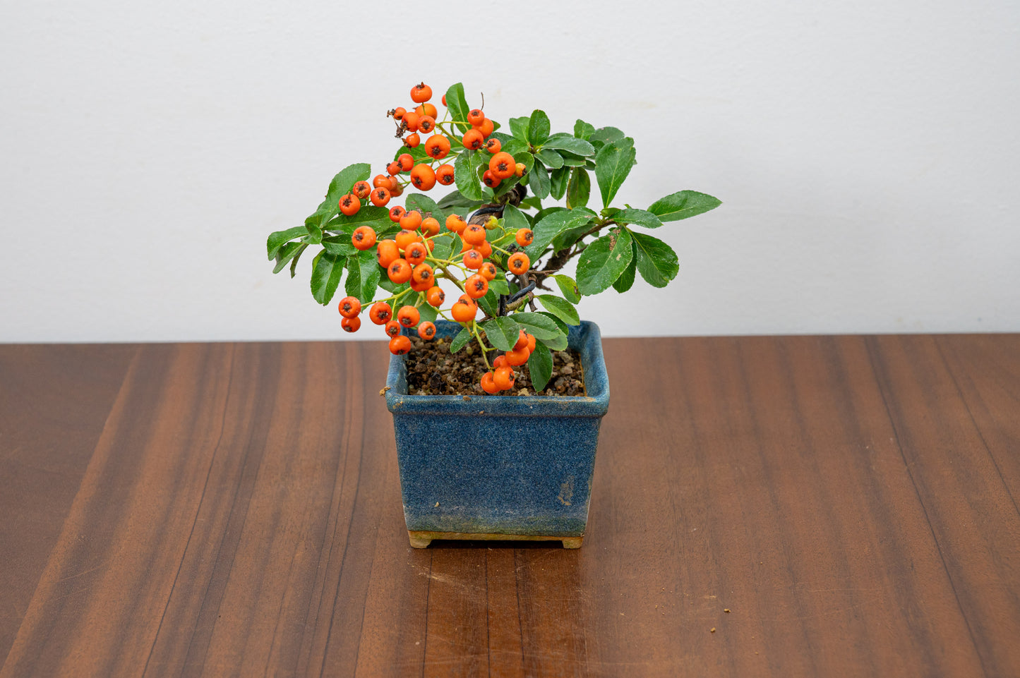 Pyracantha Bonsai Tree