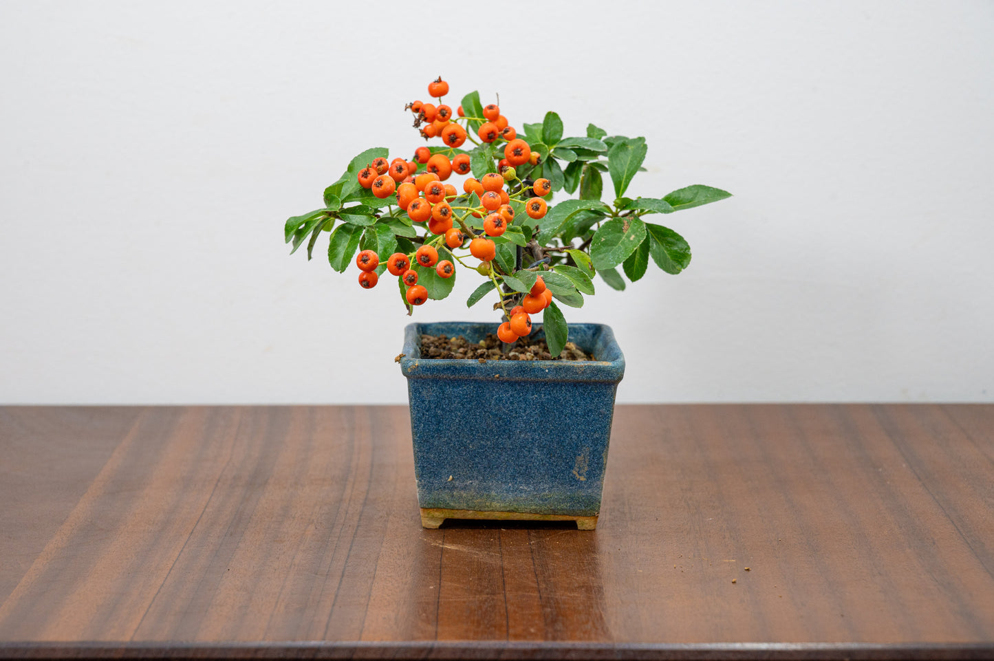 Pyracantha Bonsai Tree