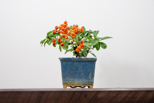 Pyracantha Bonsai Tree