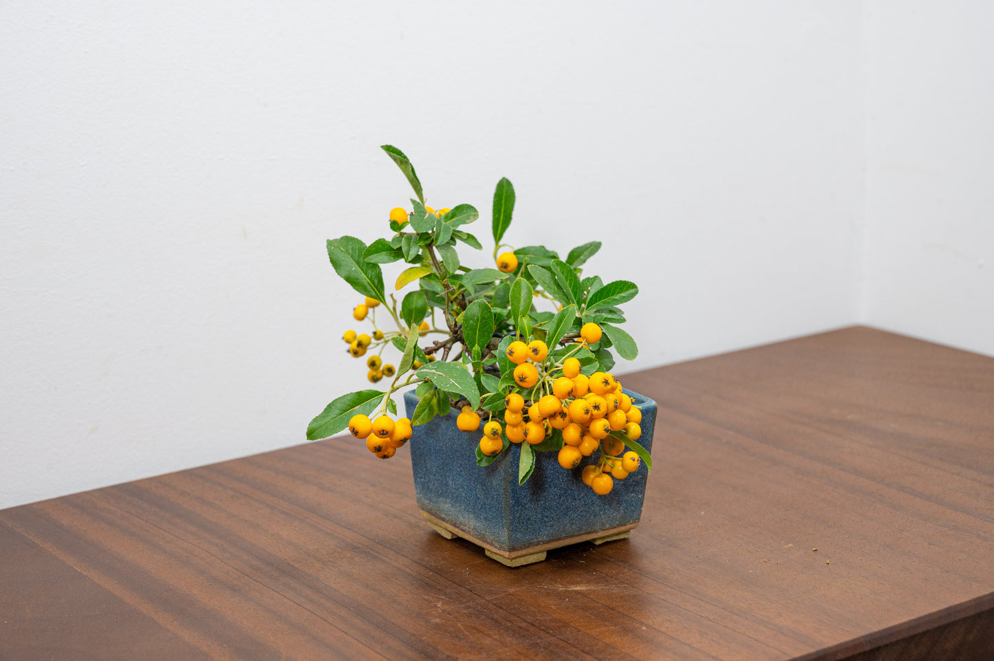 Pyracantha Bonsai Tree
