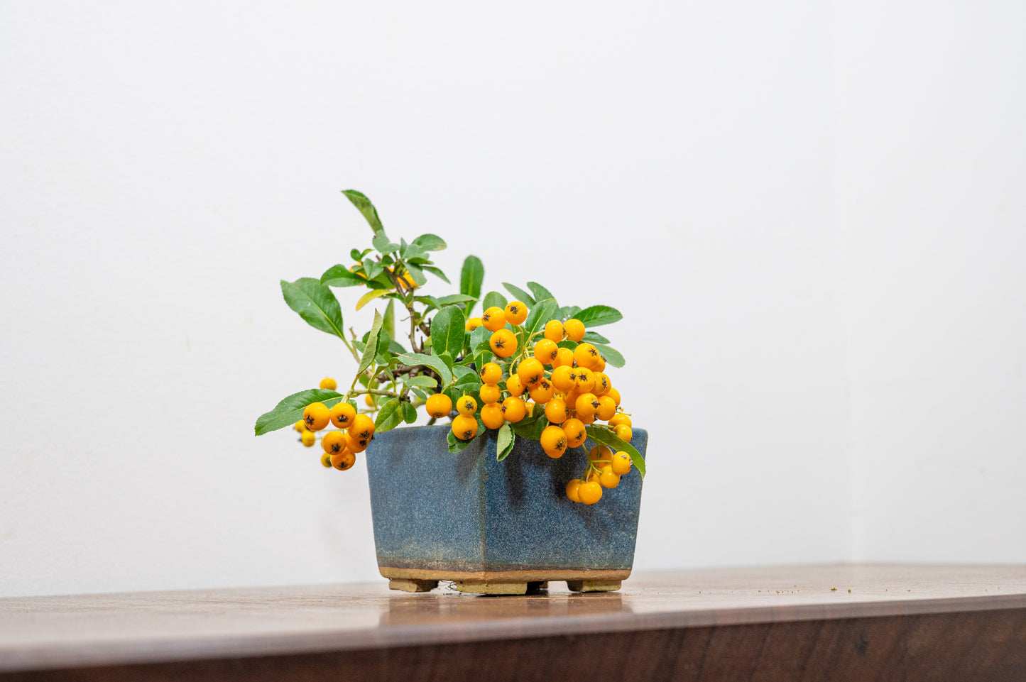 Pyracantha Bonsai Tree