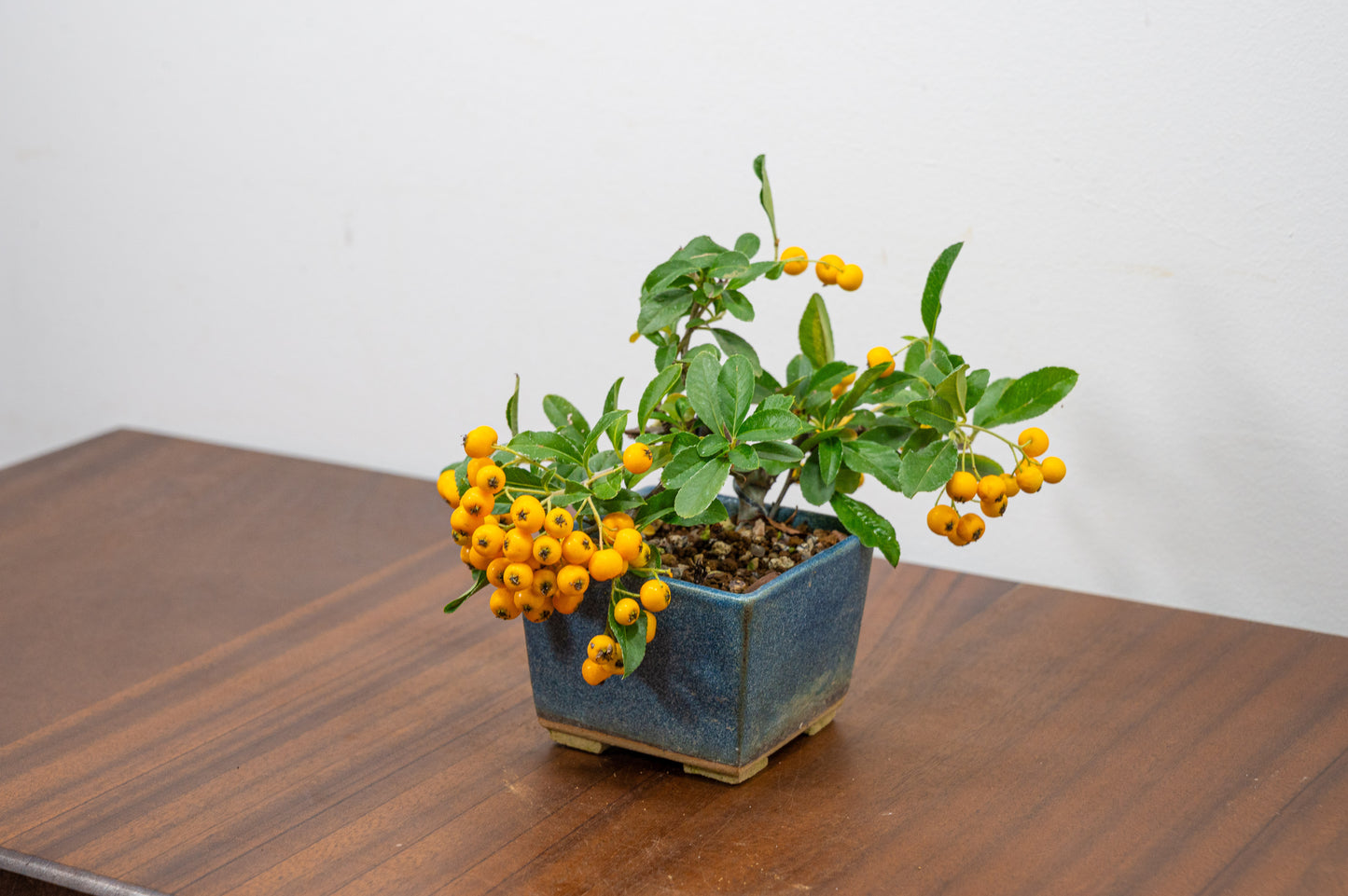 Pyracantha Bonsai Tree