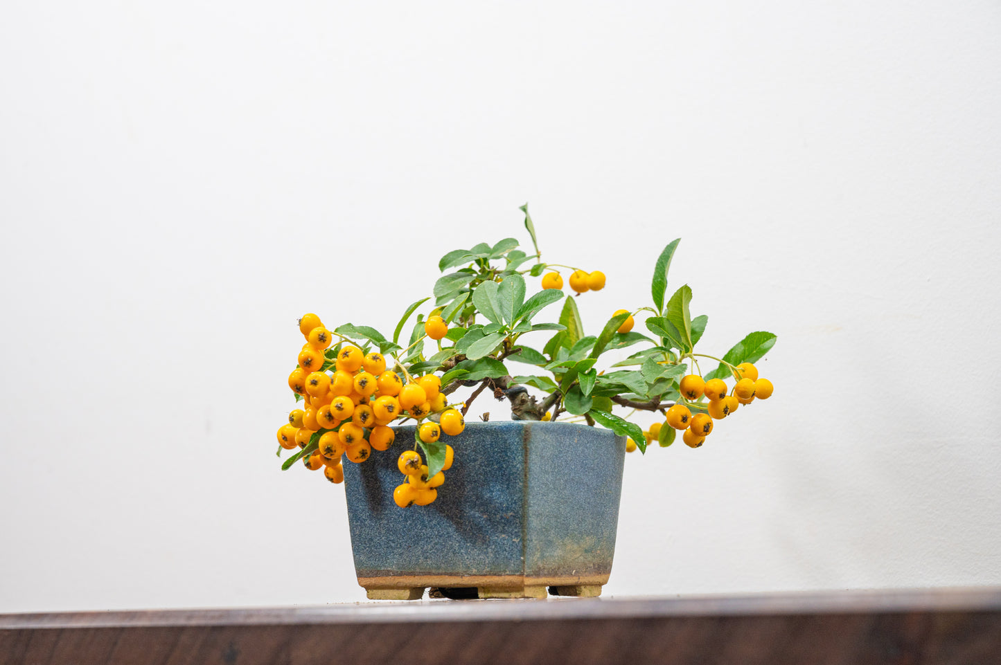 Pyracantha Bonsai Tree