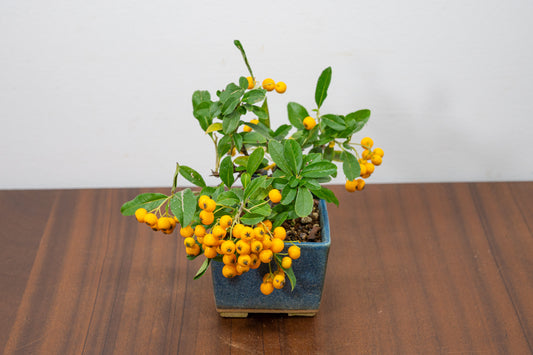 Pyracantha Bonsai Tree