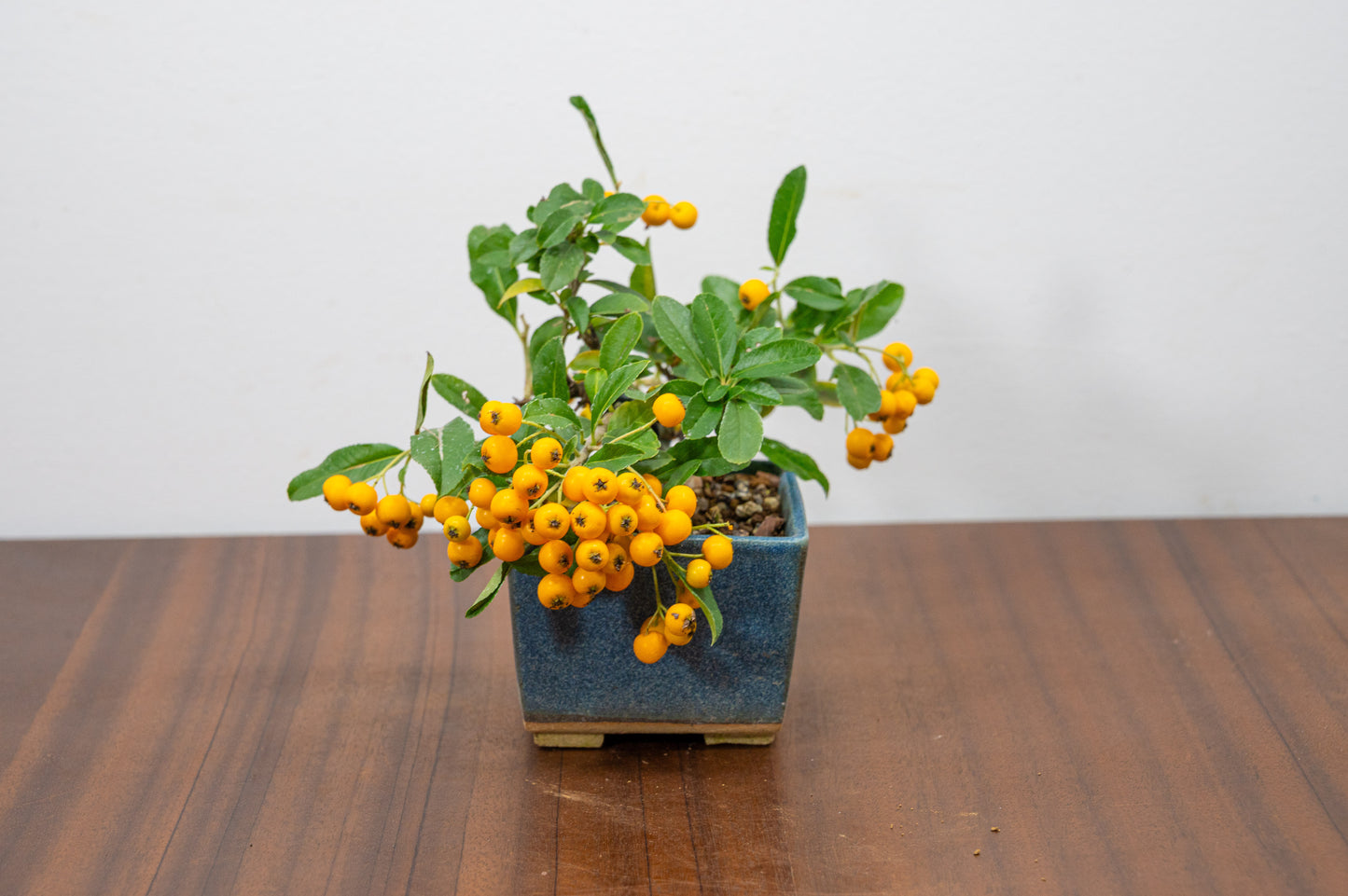 Pyracantha Bonsai Tree