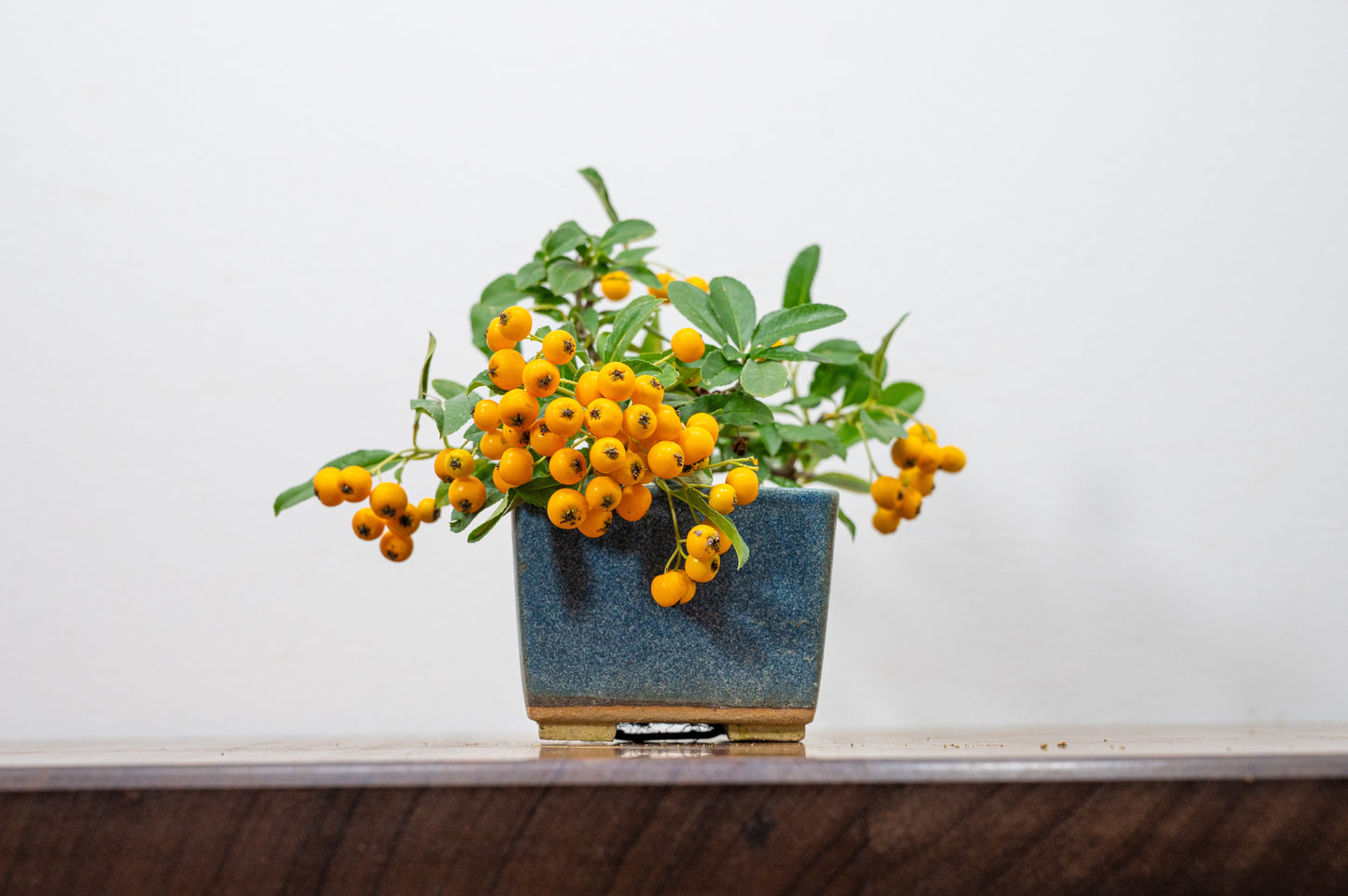 Pyracantha Bonsai Tree