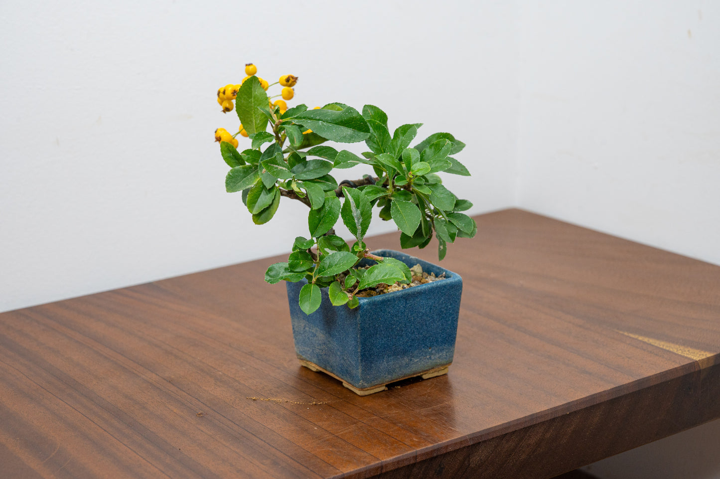 Pyracantha Bonsai Tree