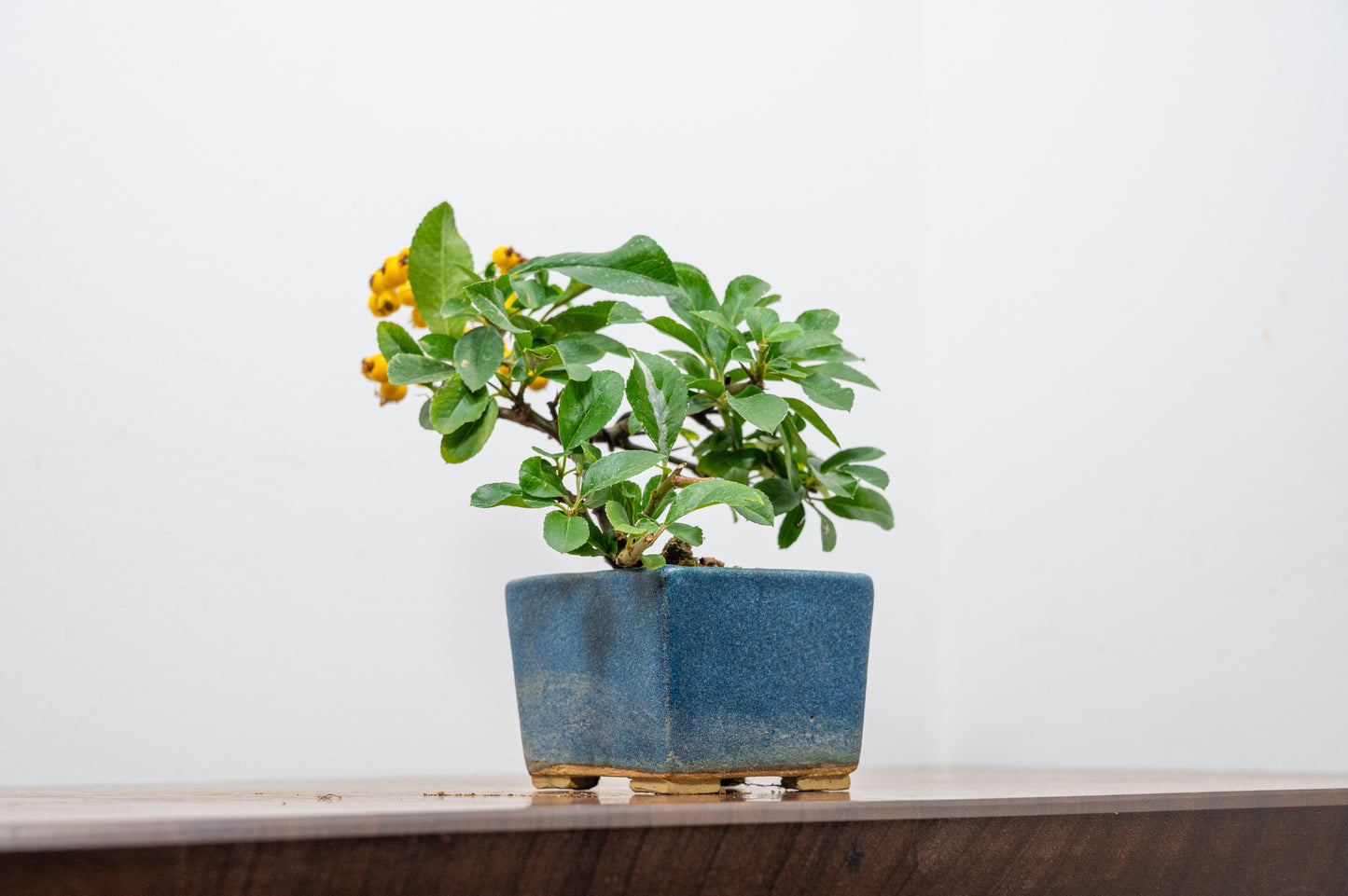 Pyracantha Bonsai Tree