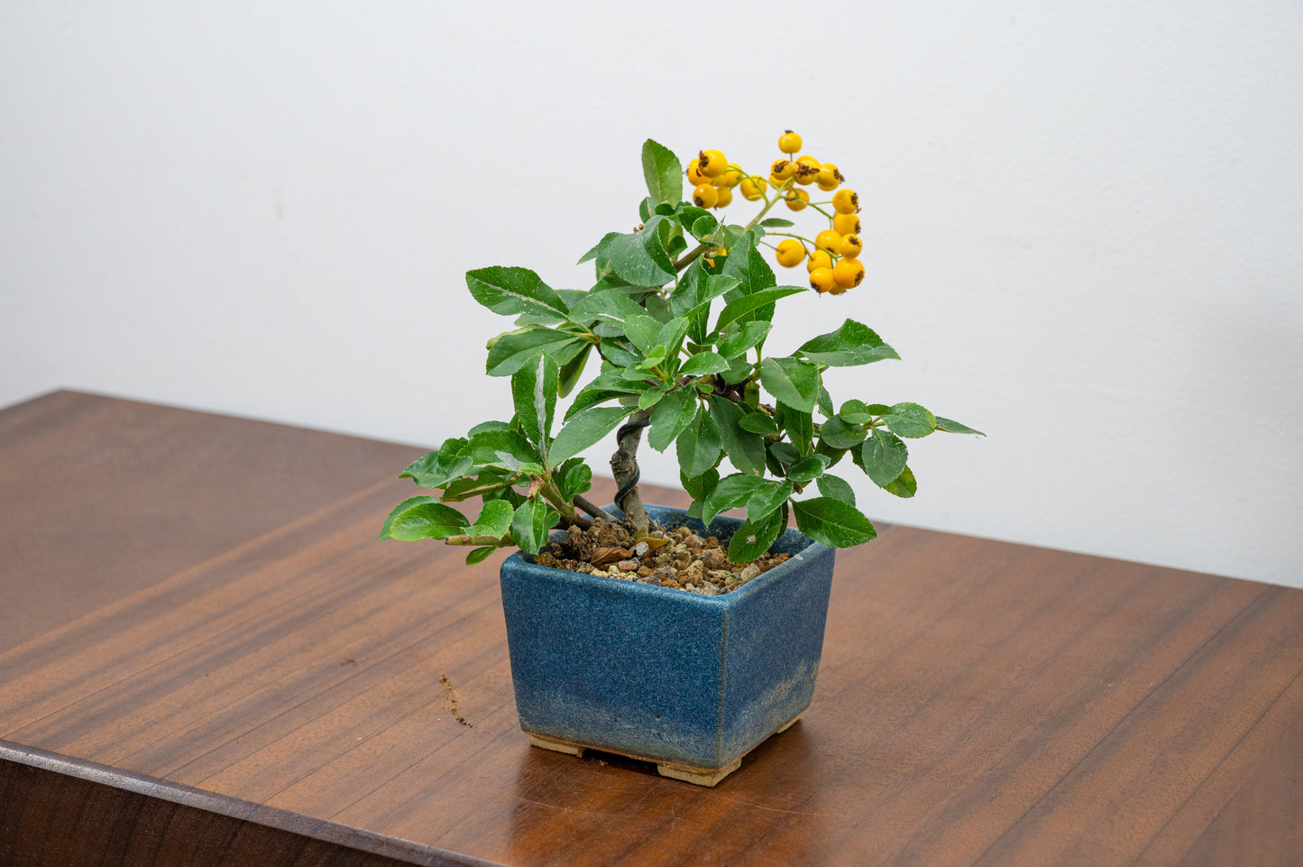 Pyracantha Bonsai Tree