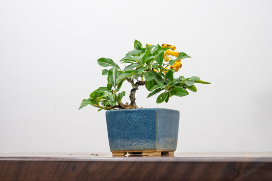 Pyracantha Bonsai Tree