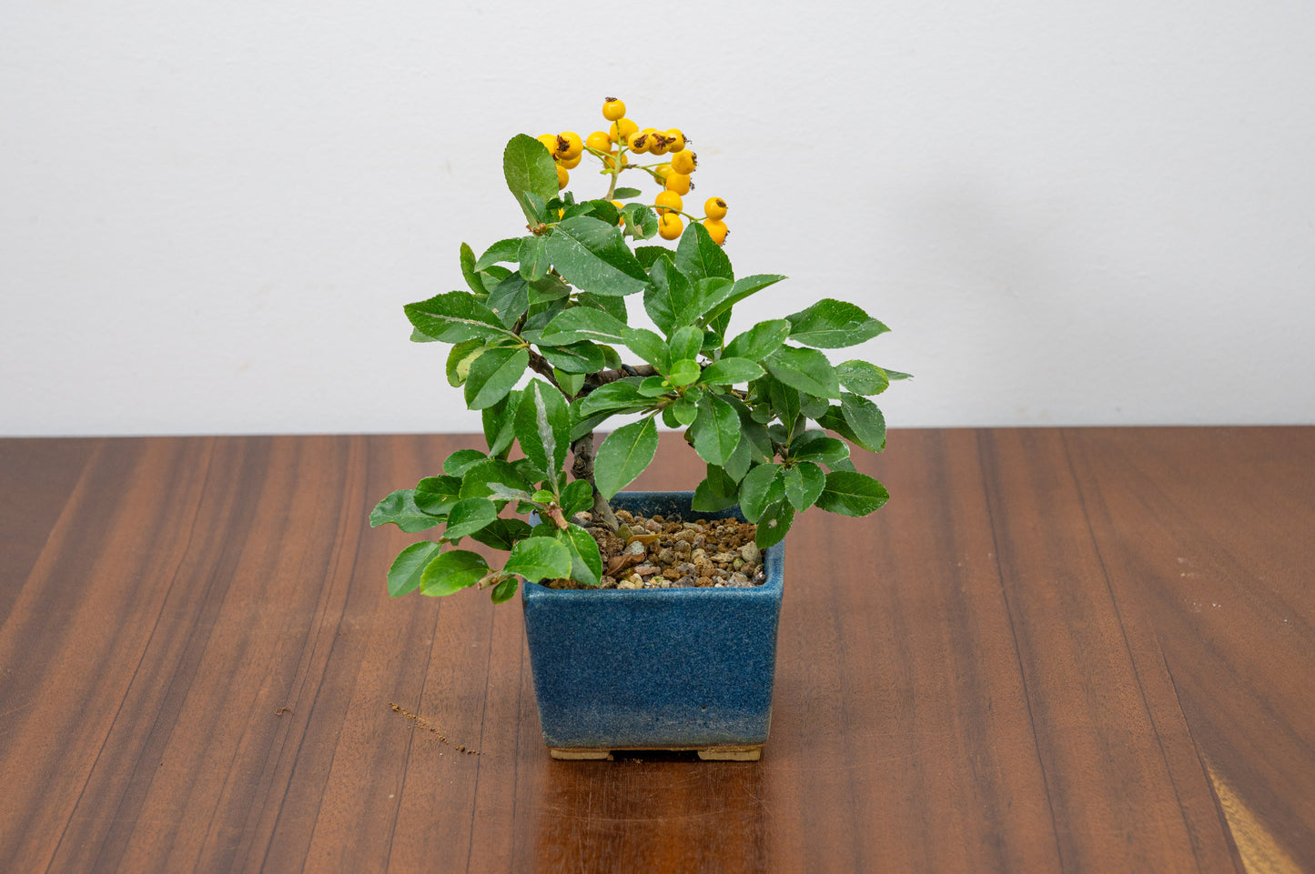 Pyracantha Bonsai Tree