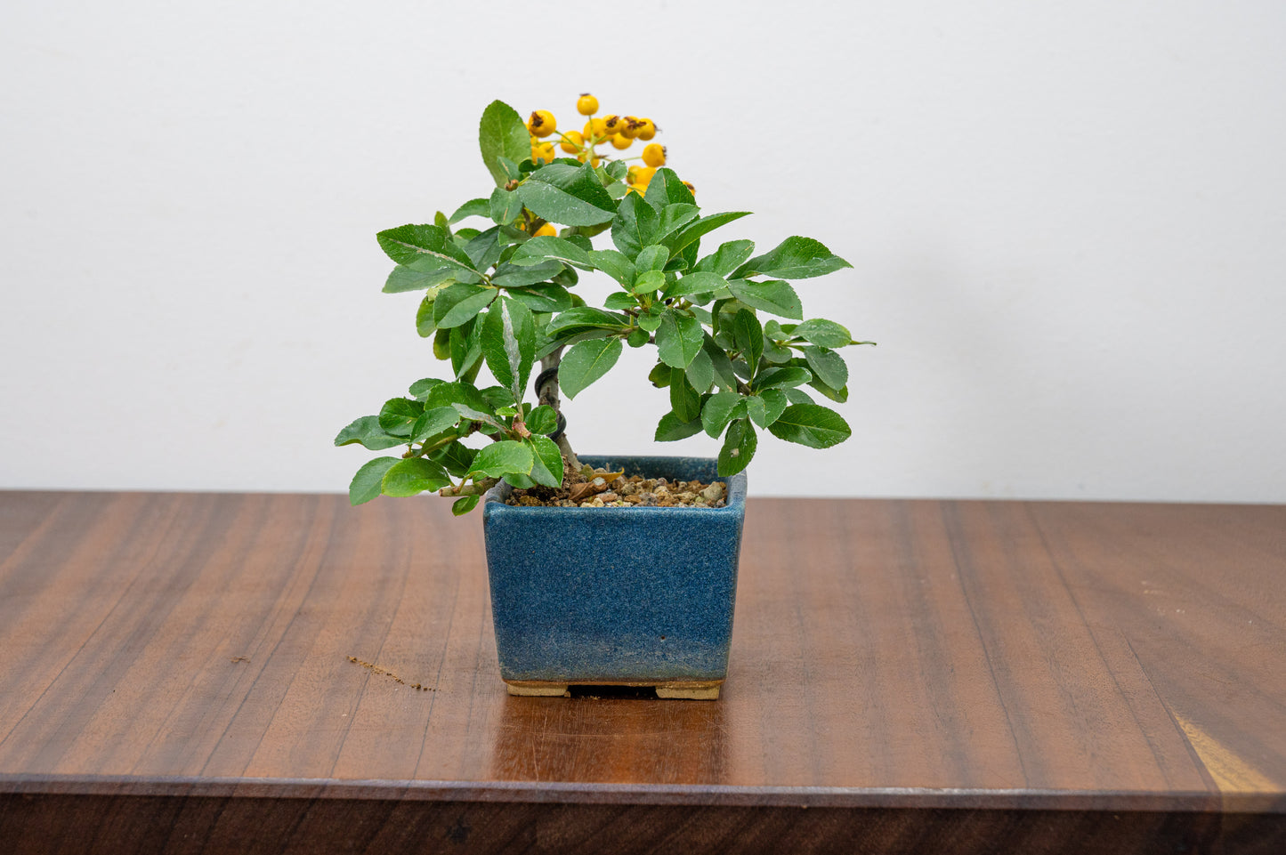 Pyracantha Bonsai Tree