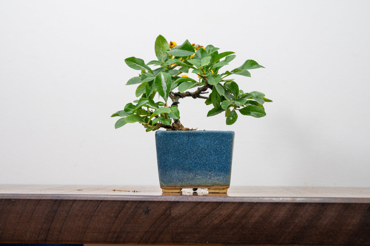 Pyracantha Bonsai Tree