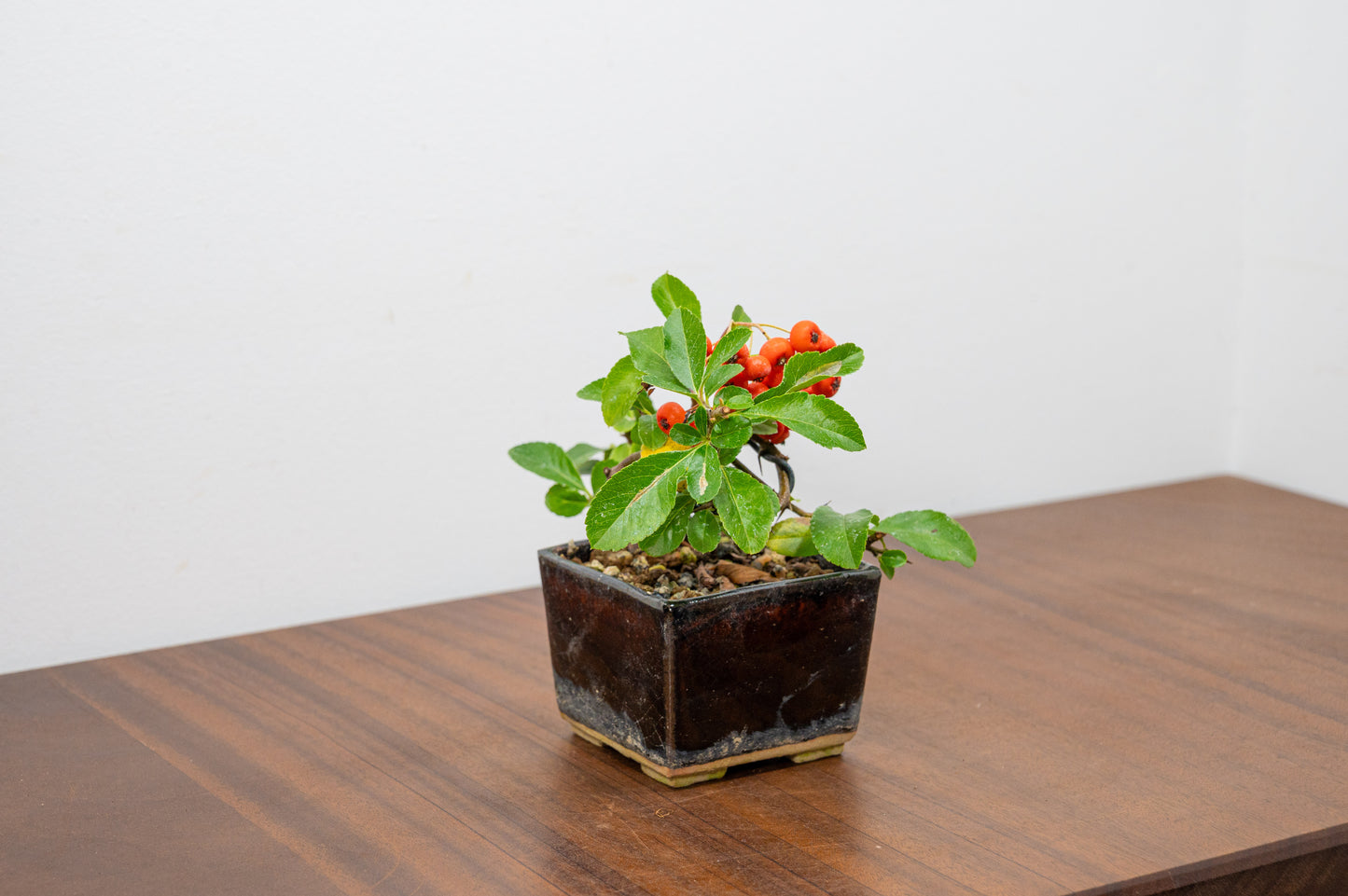 Pyracantha Bonsai Tree