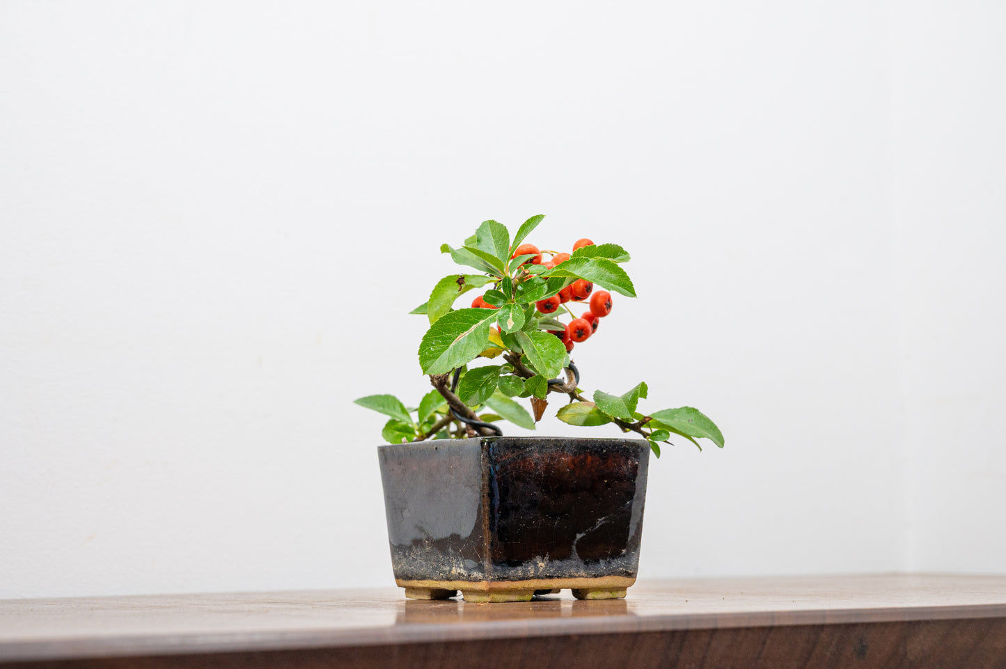 Pyracantha Bonsai Tree
