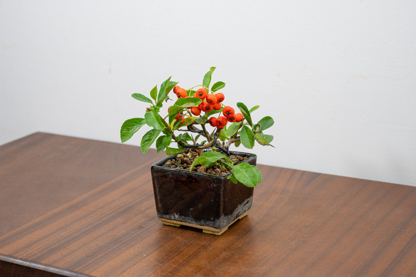 Pyracantha Bonsai Tree