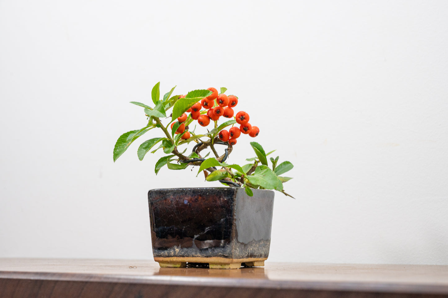 Pyracantha Bonsai Tree