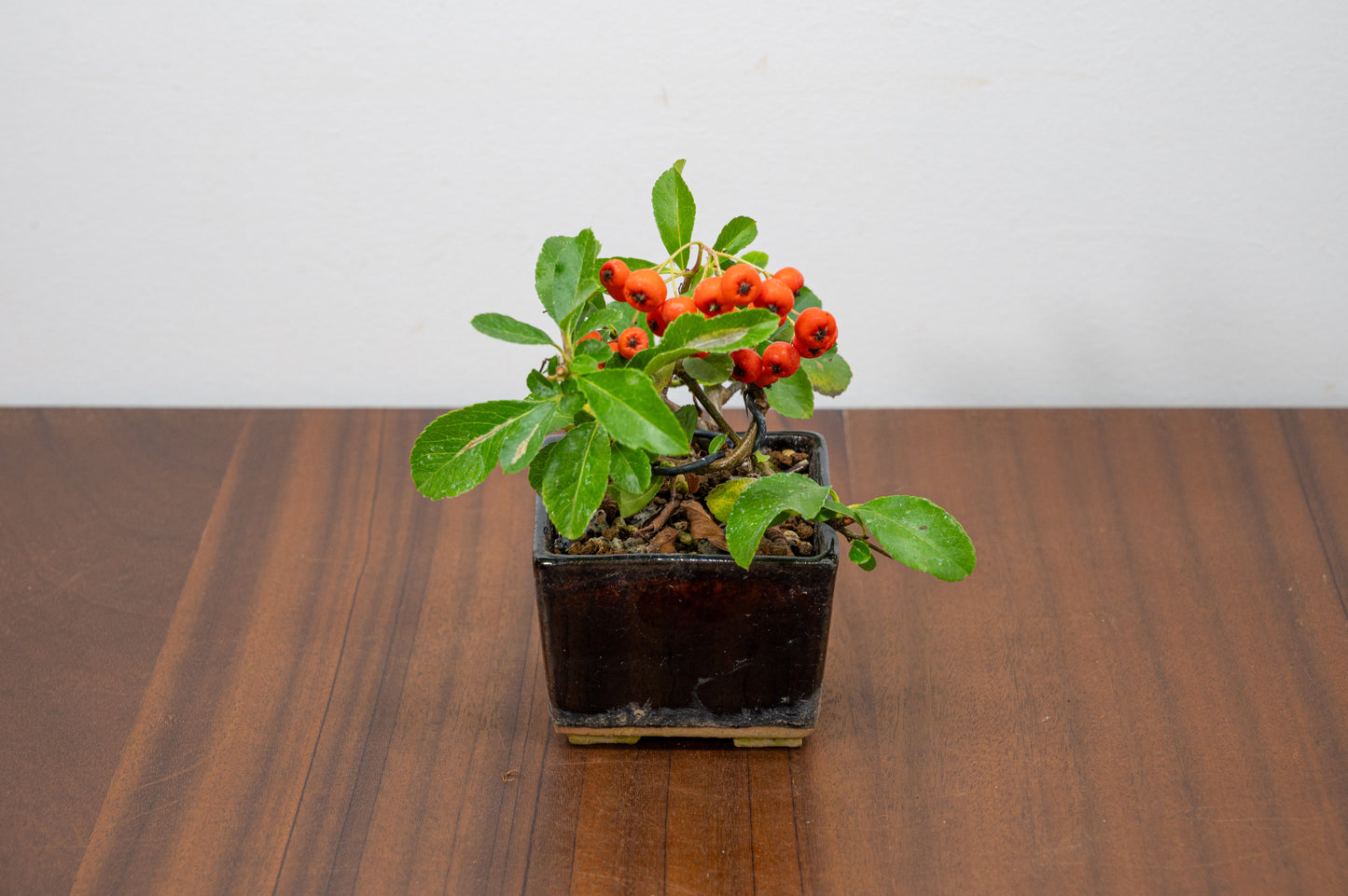 Pyracantha Bonsai Tree
