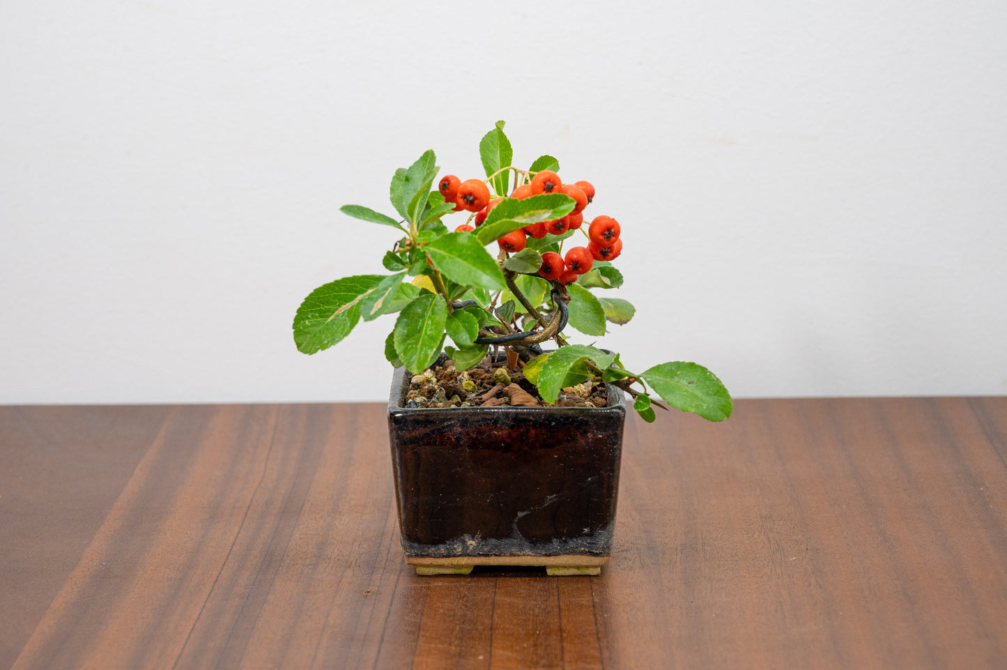 Pyracantha Bonsai Tree