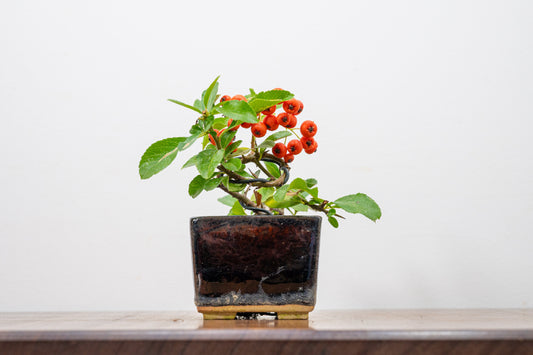 Pyracantha Bonsai Tree