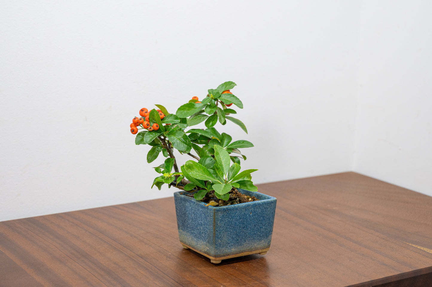 Pyracantha Bonsai Tree