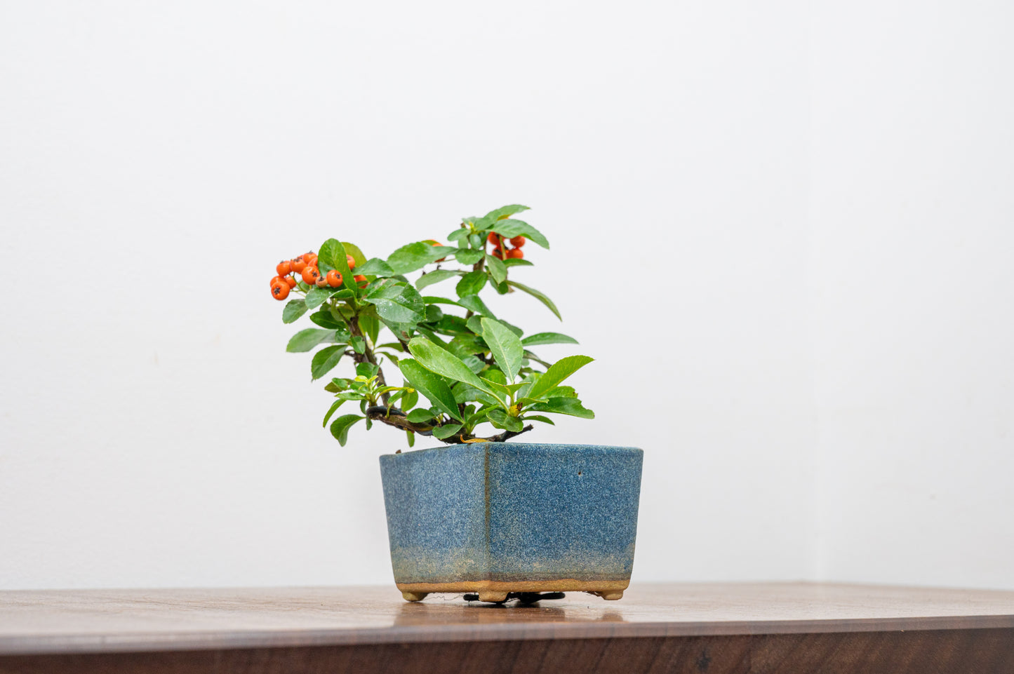 Pyracantha Bonsai Tree
